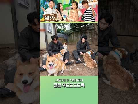 살짝만 스쳐도 털이 후루후루 날리는 웰시코기 #TV동물농장