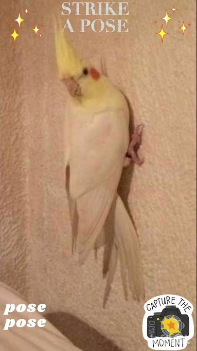 Happy Cockatiel named Snappy’s🕊💫SUPERSTAR act💫