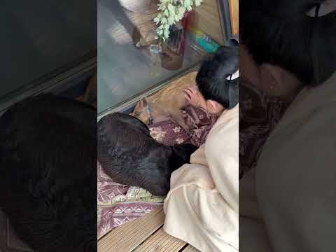 Хороший домик для Васьки) #hunting #животные #animals #собака #лесной #кабан #тикток #топ #fishing