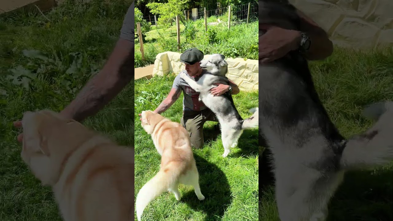 Les retrouvailles #chien #educationcanine #husky #animaux #chienmignon #chiot #chiot #chiens