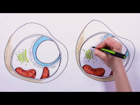 Video: Hva ville være mitokondriene til en skole?