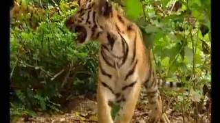 Funny Monkey annoys tigers