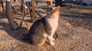 犬みたいに吠える!? ワンワン鳴く不思議な猫が可愛すぎた🐶🐱