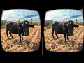 Vacas en realidad virtual | Episodio #41