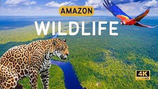 The World’s Largest Tropical Rainforest | Jungle Sounds | Amazon 4K