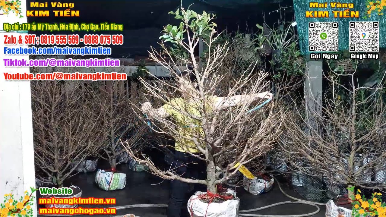 Phôi Mai Thủ Đức Giá Rẻ Bao Ship Bao Sống Toàn Quốc -  Mai Vàng Kim Tiền Chợ Gạo