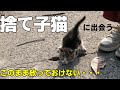 【緊急事態】駐車場に2匹子猫が捨てられてました。#1