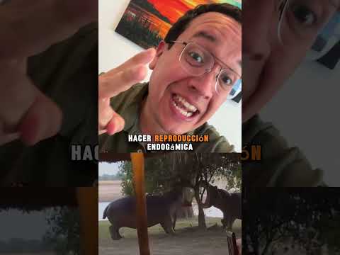 Hay tres hipopótamos en este video ¿los puedes ver?