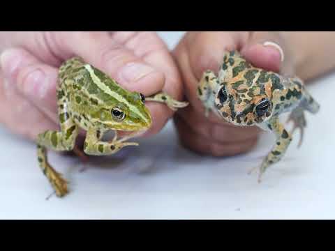 וִידֵאוֹ: איך הצרפתים אוכלים צפרדעים
