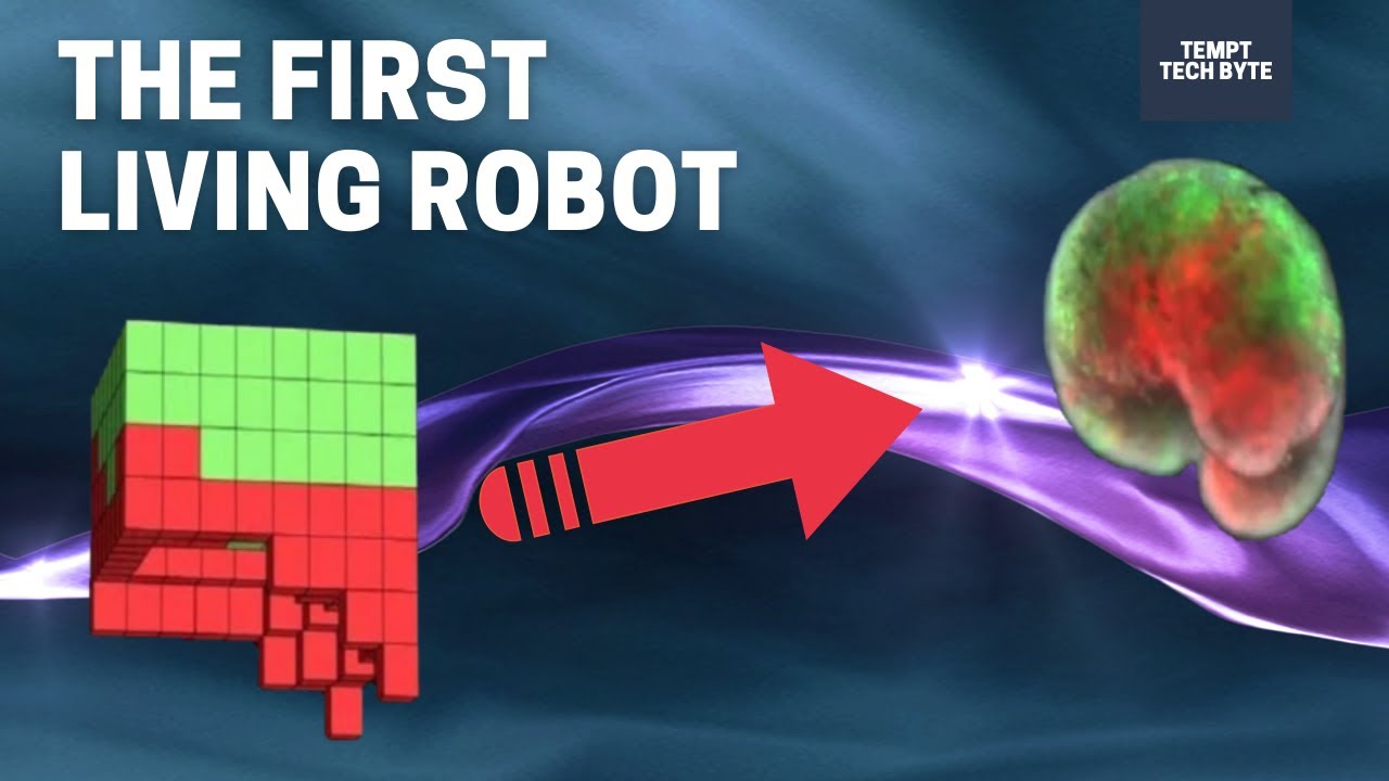 Live In Robots Living Robots Created! Xenobots - YouTube