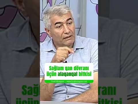 Sağlam qan dövranı üçün alaqanqal bitkisi  - Fizuli Hüseynov