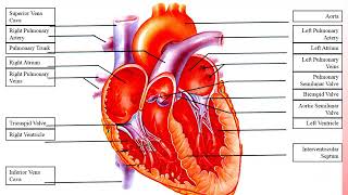 FFA - Animal Circulatory System