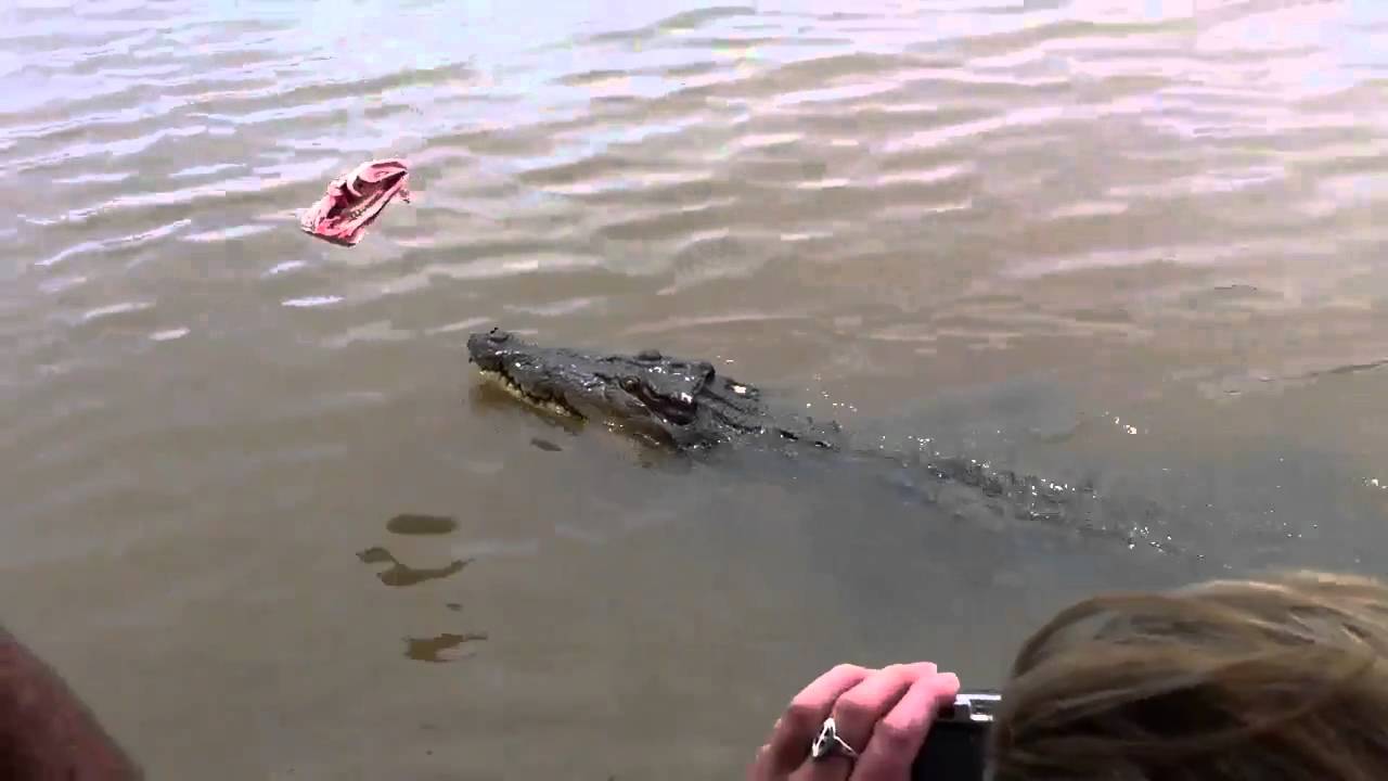 Darwin jumping crocs 7 Jan 2011