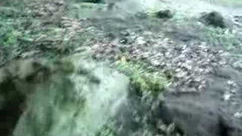 The Elusive Creature