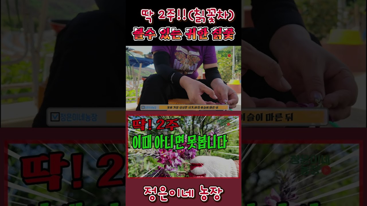 딱 2주, 산이 허락한 칡꽃 수확 및 칡꽃차 만드는 과정