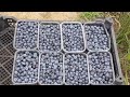 Blueberry in Georgia is replacing tea and is the most profitable berry subsidised by government