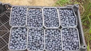 Blueberry in Georgia is replacing tea and is the most profitable berry subsidised by government screenshot 1