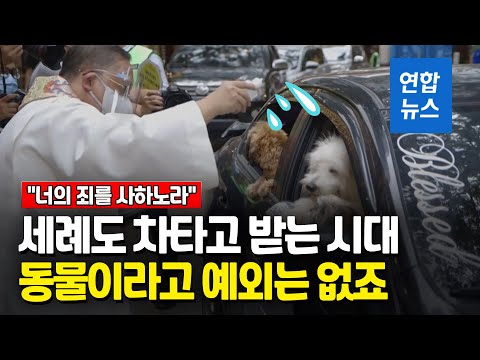 우리도 &amp;#39;드라이브 스루&amp;#39;…동물의 날 이색 세례식 / 연합뉴스 (Yonhapnews)