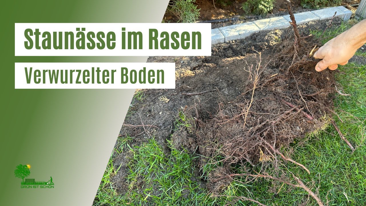 Staunässe im Rasen 😱 Verwurzelter Boden Wurzelsperre einsetzten