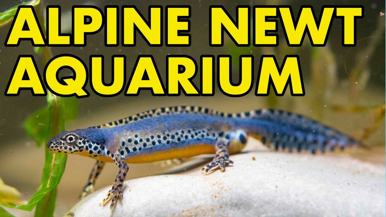 Keeping Alpine Newts in Aquariums