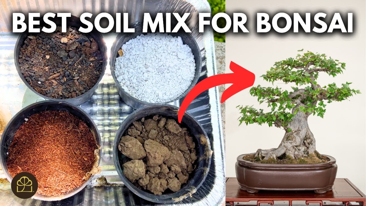 The BEST Soil Mix for Growing Bonsai FAST!
