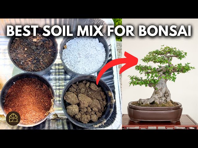 The BEST Soil Mix for Growing Bonsai FAST! - YouTube