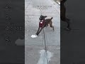 RANKING the MOST EPIC Dog Moments Ever 😂🐶