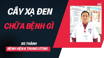 Cây Xạ Đen Và Tất Cả Các Tác Dụng Chữa Bệnh Quý Báu