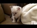 Kitten and baby playtime