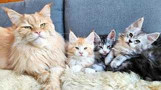 Kitten Cuddle Puddle With Uncle Buster by Maine Coon Kittens 23,796 views 3 months ago 6 minutes, 55 seconds