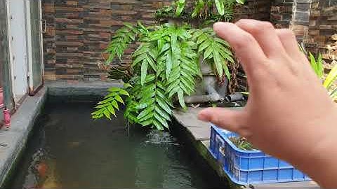 3 NGUYÊN NHÂN GÂY NƯỚC ĐỤC Ở HỒ CÁ KOI