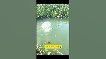 Câu Cá Rô Phi Tự Nhiên Cực Khủng #caucatunhien