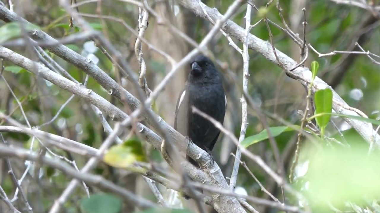 Cuban Bullfinch, Melopyrrha n. nigra, Cayo Coco, Cuba, 27 Febr 2017 (2/2)