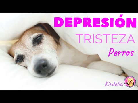 Tristeza y depresión en perros, causas y síntomas hqdefault