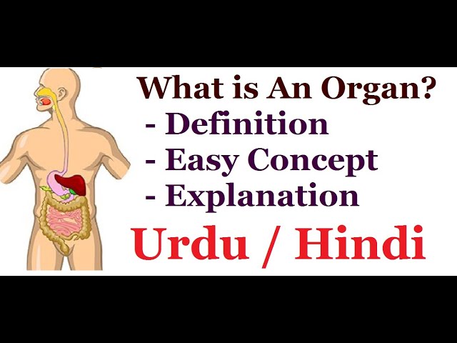 Definition & Meaning of Organ