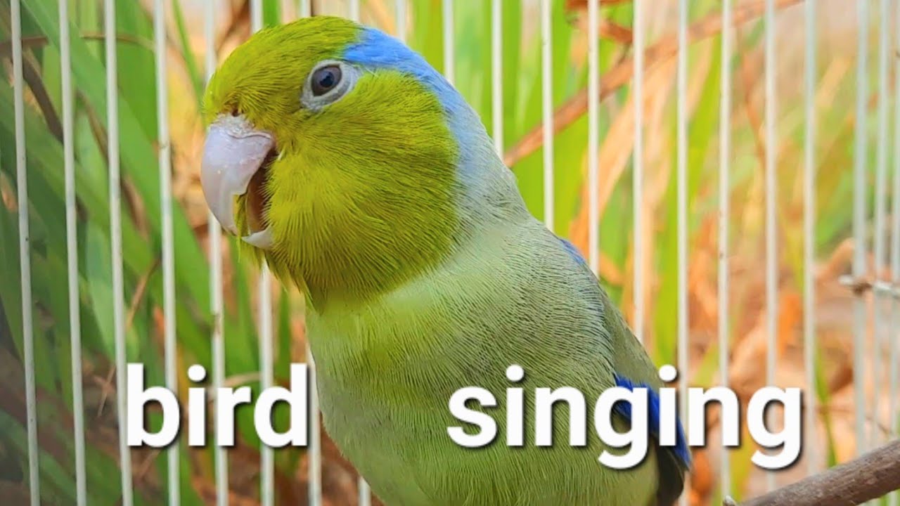 bird sound 1 hour forpus parrot bird nature sounds moning bird song