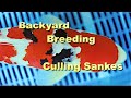 Backyard Koi Breeding Culling Sankes