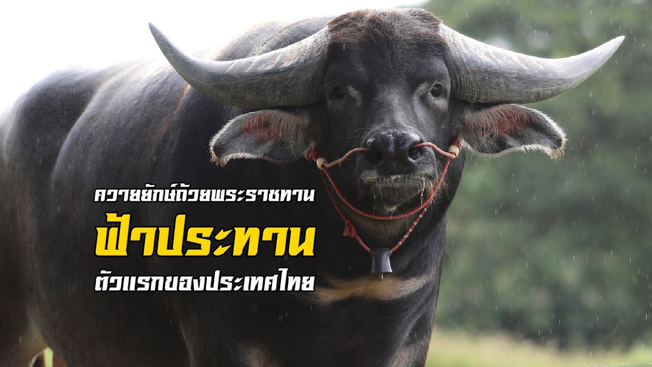 ฟ้าประทาน  โทร.093-145-3524 (กำนันบิล)