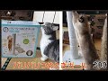 【バリバリつめとぎポール】猫用爪研ぎレビュー～Cat nail sharpening review～