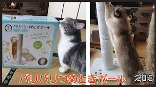 【バリバリつめとぎポール】猫用爪研ぎレビュー～Cat nail sharpening review～