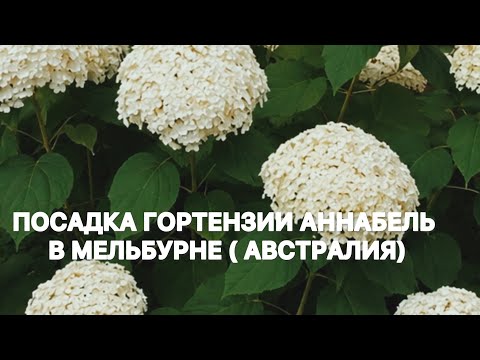 Planting ‘Annabelle’ hydrangea in Melbourne, Australia | Сажаю гортензию Аннабель в Австралии. 