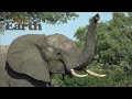 WildEarth - Sunrise Safari - 15 May 2020