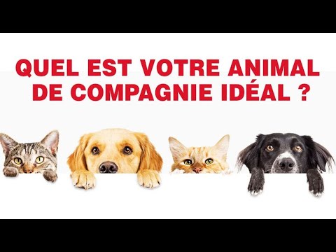 Vidéo: Comment Choisir Un Animal De Compagnie Par Horoscope