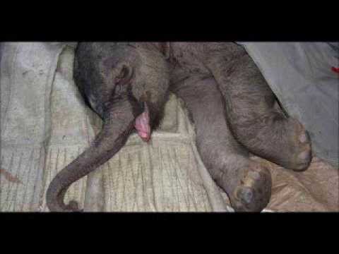 Baby Elephant Wept Uncontrollably for 5 Hours After Mother Tried To Kill It