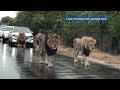 Group of casually strolling lions blocks traffic in South Africa