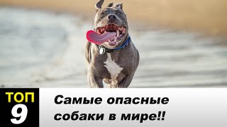 TOP 9 опаснейших собак в мире!!