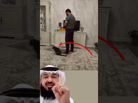 سكنت القطة قرب سجادة الصلاة وكأنها تشعر بروحانية اللحظة مع صاحبها اكسبلور اقتباسات لايك