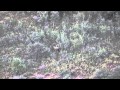 Robinson Ranch - Elk Video 2