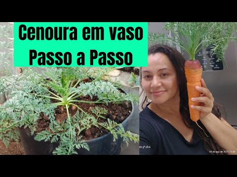 Vídeo: Cultivando Cenouras em Climas Quentes: Aprenda sobre Plantas de Cenoura Tolerantes ao Calor