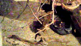 Brookfield Zoo Molestation Cought On Video
